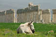 Apamea2_200704