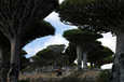 Suqutra_Dragon's Blood Tree4_200701